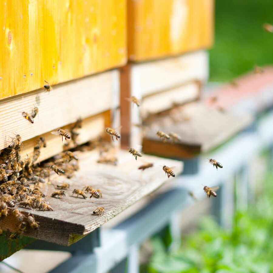 EcoTox-Bienen
