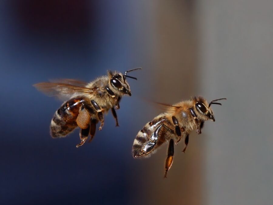 EcoTox-Bienen