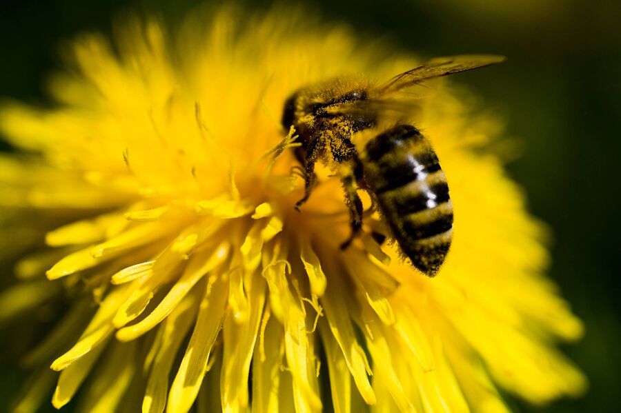 EcoTox-Bienen
