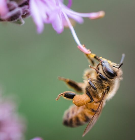 EcoTox-Bienen