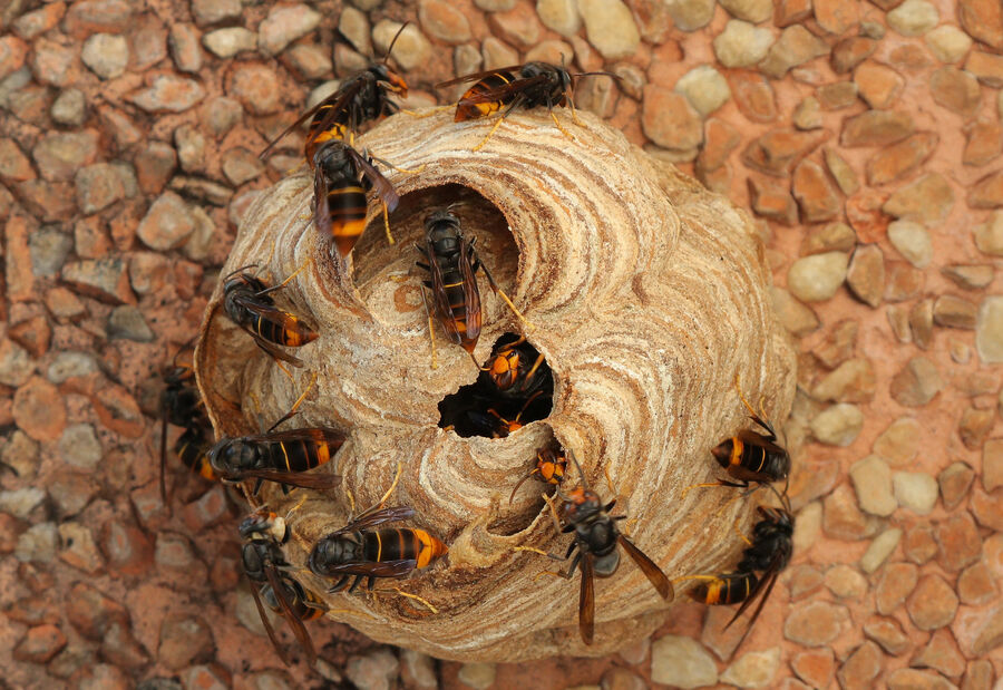 EcoTox-Asiatische-Hornissen