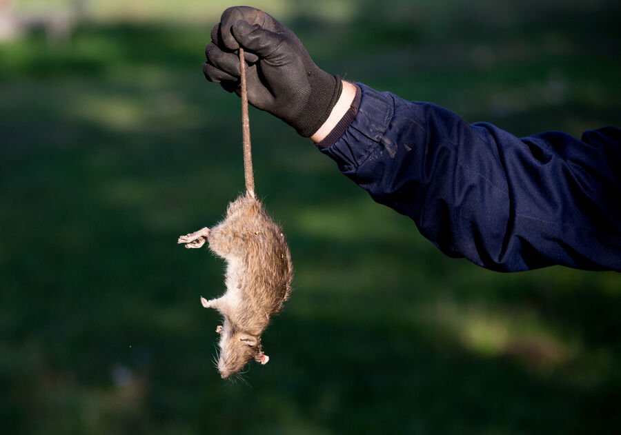 EcoTox-Ratten