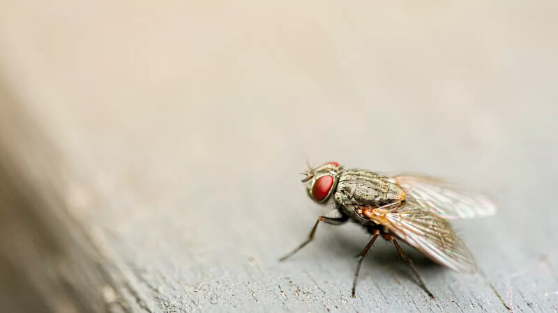 Fliegen