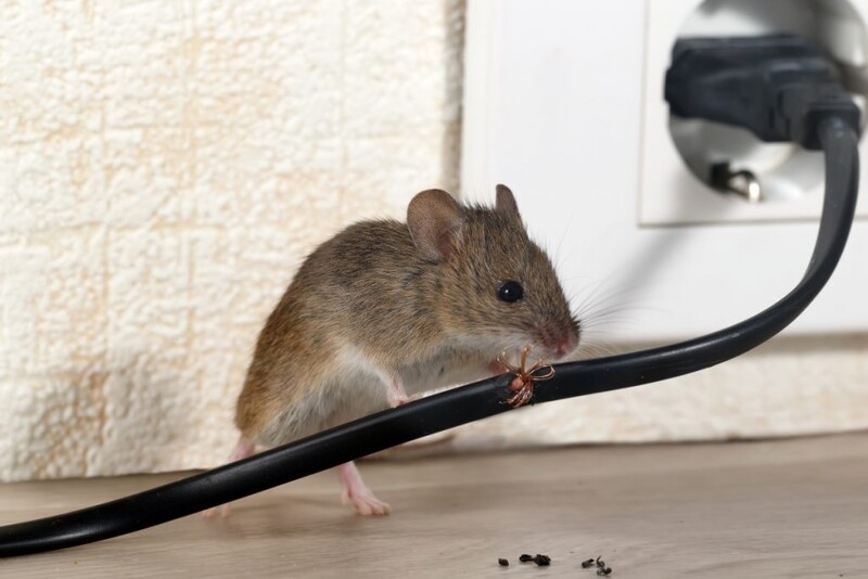 M&auml;use und Ratten