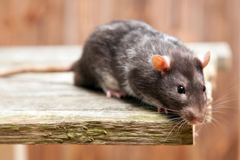 EcoTox-Ratten